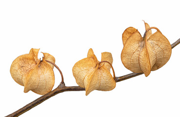 Part of a branch with sensitive Physalis flowers, close-up on a white, isolated background