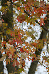Red Maple Leaves