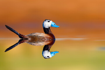 A charming duck swimming on calm water. Colorful nature background. Duck: White headed duck....