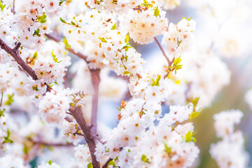 An image of a tree with spring flowers in bloom in a soft light.