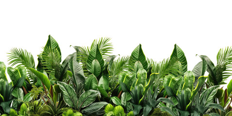 Panoramic tropical jungle frame border for text with copy space, featuring bromeliads, monstera, palm, and philodendron lush foliage. Isolated on a transparent background. PNG cutout or clipping path.