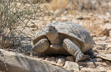 tortoise seeking shade in the desert © BFB