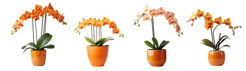 Collection of orange orchids in vases, potted indoor ornamental plants (Phalaenopsis, Cattleya, Vanda) in pots, isolated on a transparent background. PNG cutout or clipping path.
