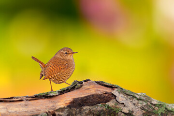 Cute little bird. Green nature background. Common bird: Eurasian Wren. Troglodytes troglodytes.
