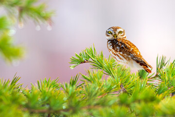 An owl photographed just after the rain. Little owl. Nature background. © Serkan Mutan