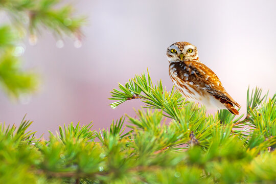 An owl photographed just after the rain. Little owl. Nature background.