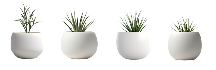 Collection of green grass (agave) in a huge white vase isolated on a transparent background. PNG cutout or clipping path.