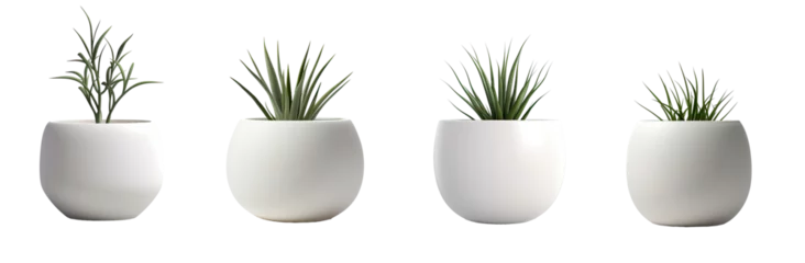 Foto op Canvas Collection of green grass (agave) in a huge white vase isolated on a transparent background. PNG cutout or clipping path. © Transparent png