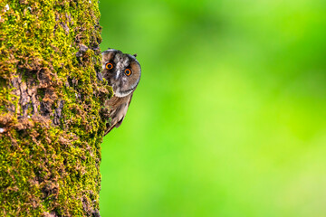 An owl in its natural habitat. Bird: Long eared Owl. (Asio otus). Nature background.