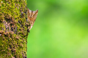 Scops owl with impressive camouflage patterns. Bird: Eurasian Scops Owl. (Otus scops). Green nature background.