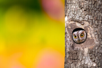 Scops owl with impressive camouflage patterns. Bird: Eurasian Scops Owl. (Otus scops). Green nature background.