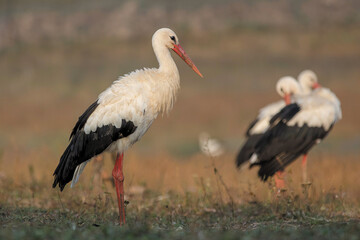 storks