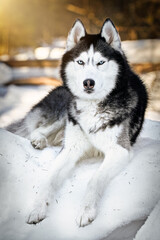 Beautiful portrait of husky dog, snowy sunny forest, winter background. 