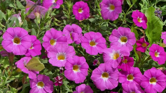 Pink flowers of Petunia and yellow butterfly Gonepteryx rhamni, Common brimstone in flight on sunny summer weather - real time. Topics: beauty of nature, blooming, season, fauna, flora