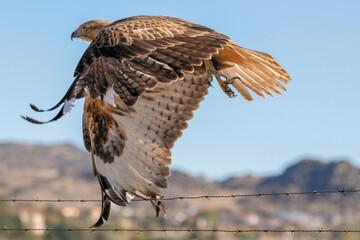 red tailed hawk
