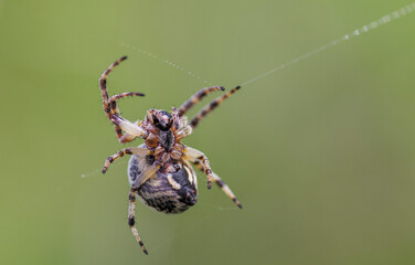 spider on the web