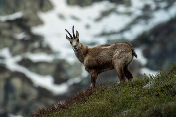 Wild alpine chamois (male - Rupicapra rupicapra) standing in an alpine glade with snowy slopes in...