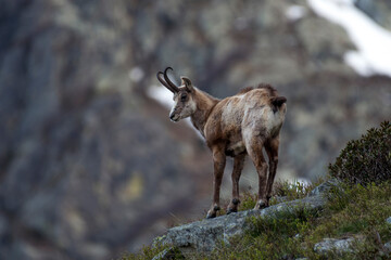 Alpine chamois (Rupicapra rupicapra) standing on a rock against snowy ravine background on spring evening, looking downstram to the valley, Alps mountains, Italy.