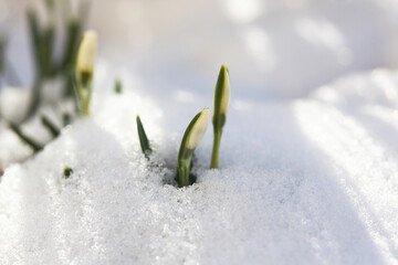 Snowdrop flowers make their way through the snow, the arrival of spring, natural background. - 668330997