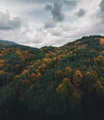 Drone vertical panorama of beautiful autumn trees and moody cloudy sky.