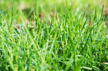 Fresh green grass in a clearing with water drops on a summer sunny day. Natural wallpaper concept close up with blur.