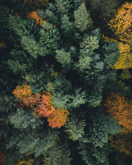 Straight down photo with a drone of a pine forest with autumn colored trees.