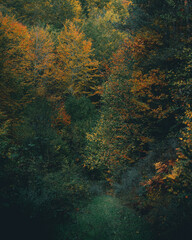 Grassy path into an autumnal trees scenery.