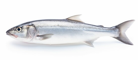 Fototapeta premium New bluefish