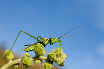 grasshopper on a flower