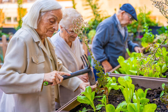 Seniors working on a vegetable urban garden in a geriatric