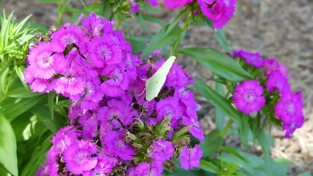 Pink flowers of mini Carnations and yellow butterfly Gonepteryx rhamni, Common brimstone on sunny summer weather - real time, close up shot. Topics: beauty of nature, blooming, season, fauna, flora