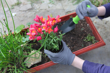 spring planting of plants in flower pots - 668334905