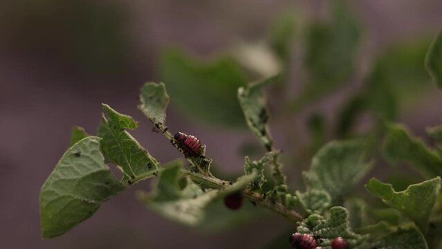 Agriculture. Growing potatoes. Close up Colorado potato beetle larvae potato eating the foliage of the potato. Insects, Leptinotarsa decemlineata, destroy leaves agricultural crops