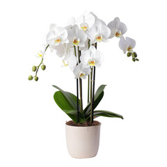 Naklejka na ściany i meble Gorgeous Orchid Blooms in a Pot on transparent background for your design project
