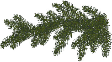 Spruce branch.green tree branch. Coniferous evergreen branch, close-up . Christmas decor.transparent, png, illustration