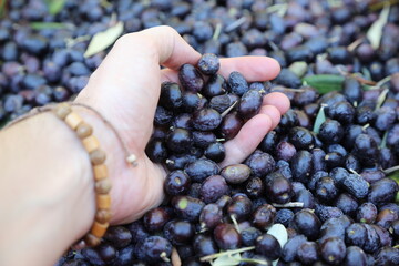 Hands showing ripe olives ready to be pressed to make oil in Italy