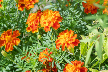 Marigold Tagetes flowers on a flower bed.