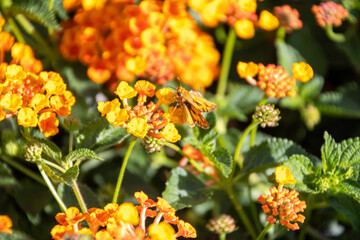 Milkweed/ Butterfly Bush