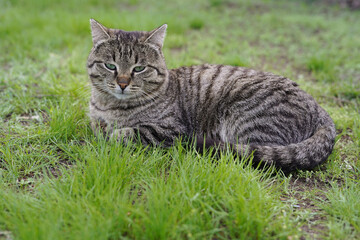 Naklejka na ściany i meble Stray gray cat on the background of green grass. Homeless animals.
