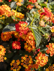 Milkweed/ Butterfly Bush