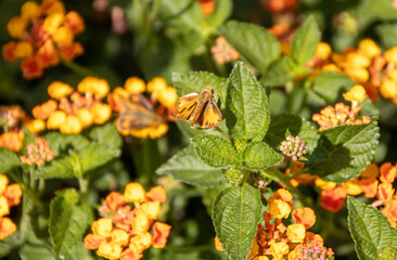 Milkweed/ Butterfly Bush