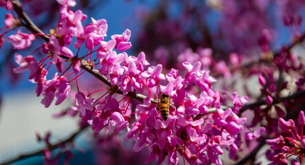 Redbud tree with pink blooms