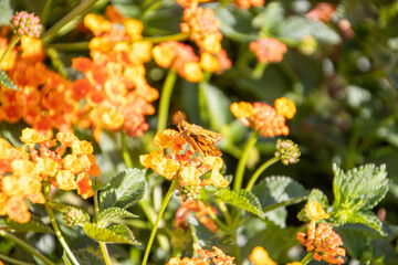 Milkweed/ Butterfly Bush