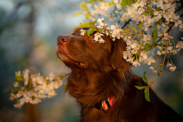 Pies z wiosennymi kwiatami na głowie - obrazy, fototapety, plakaty