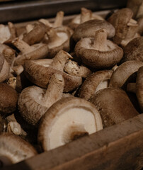mushrooms in a basket