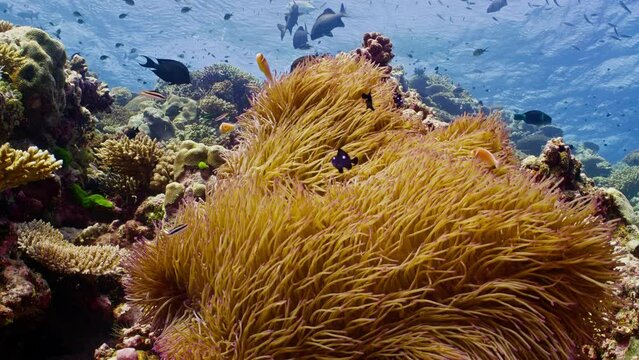 Pink anemonefish swim in and of a sea anemone on the Great Barrier Reef. A school of Chub fish is seen in the background.