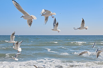 Fototapeta na wymiar Seagulls flying over the sea, waves crashing on the shore, blue sky, clear sunny day
