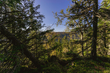 Fototapeta na wymiar Totenaasen Hills Coniferous Forest Reserve, Norway.