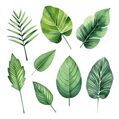 Tropical tree leaves watercolor set for card decor on white background