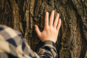 A man's hand touches the texture of an old tree bark, the concept of caring for nature.
